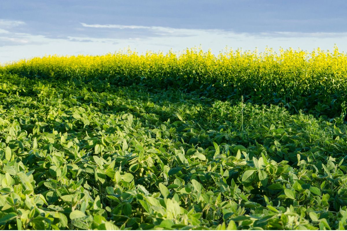 Soybeans Canola field_©KELLY - STOCK.ADOBE.COM_e.jpg