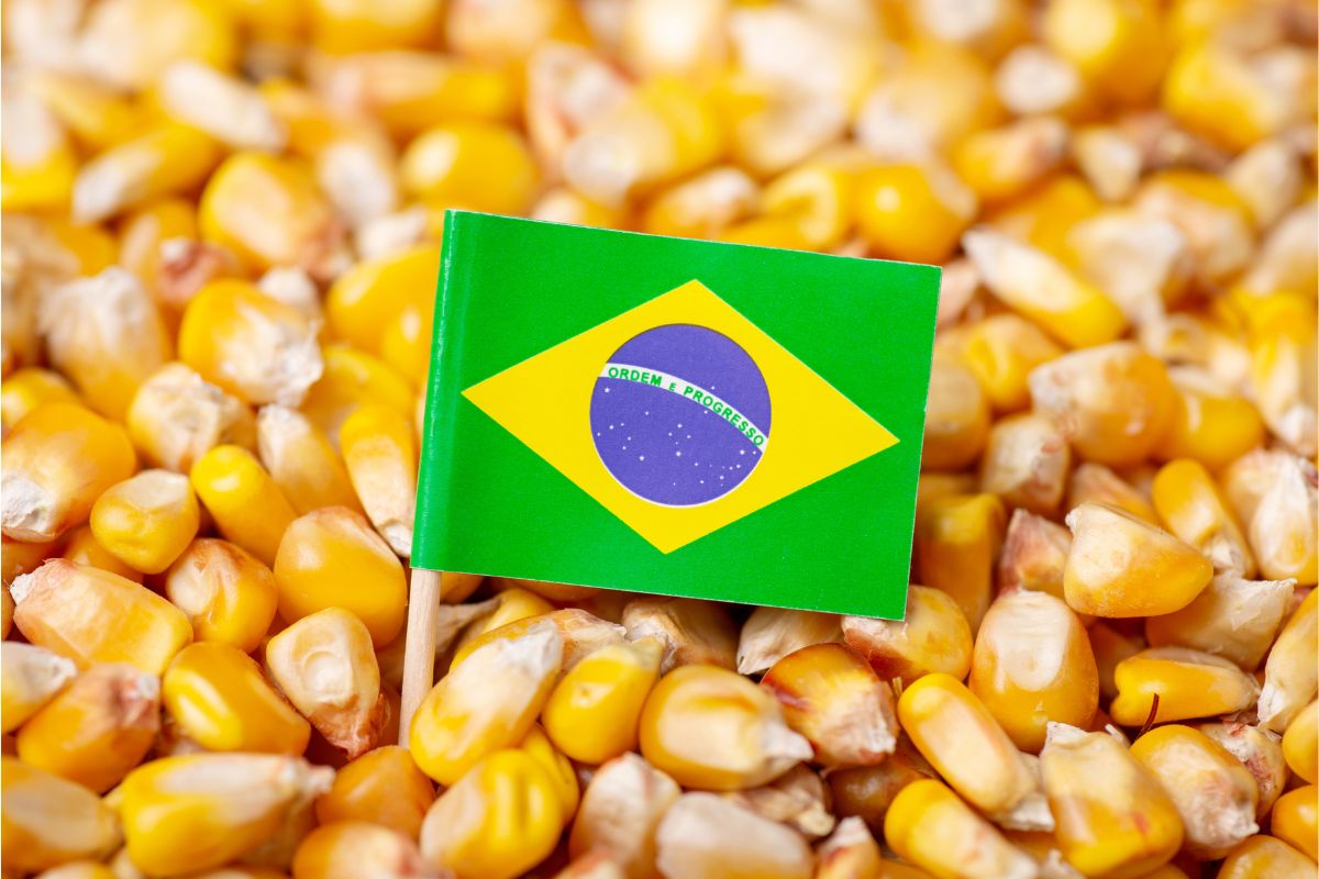 corn Brazil flag_©VITALII - STOCK.ADOBE.COM_e.jpg