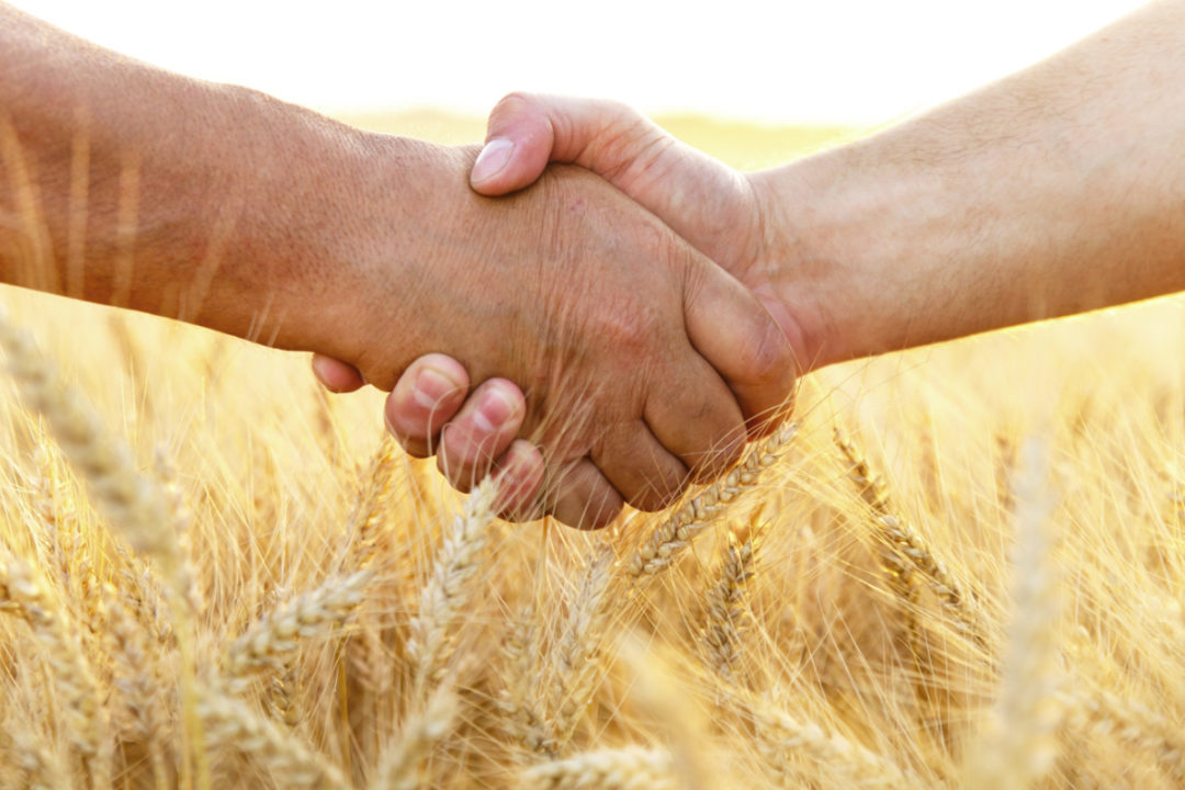 wheat handshake