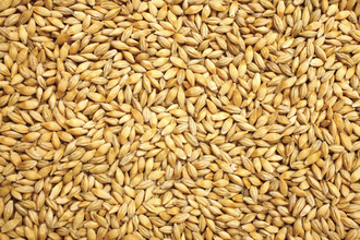 Grain sector rebounding from pandemic wheat photo cred adobe stock e july