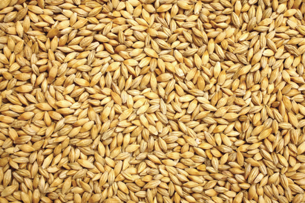 Grain-sector-rebounding-from-pandemic_wheat_photo-cred-adobe-stock_E_July.png