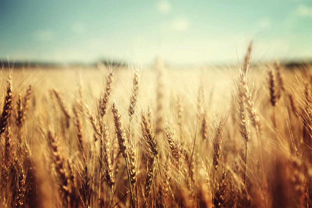 Adobe Stock, Wheat