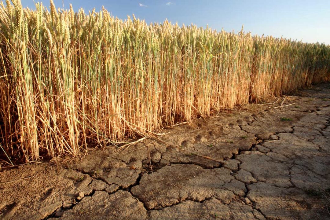 Adobe Stock, Wheat Drought