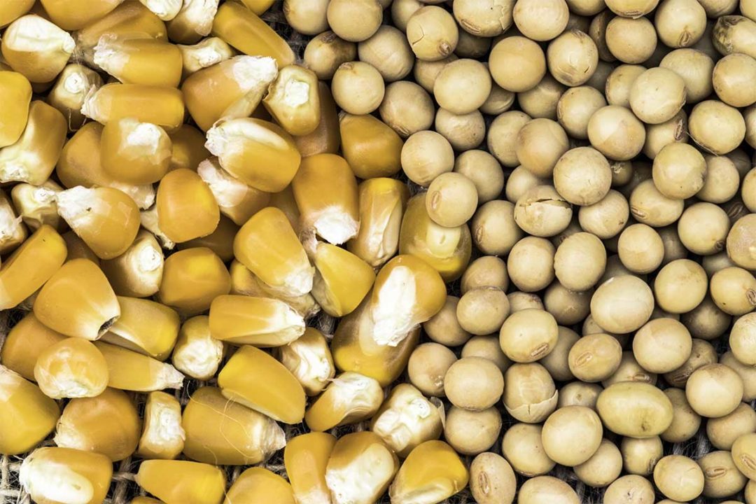 Adobe Stock, Corn and Soybeans