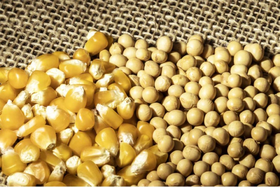 Adobe Stock, Corn Soybeans