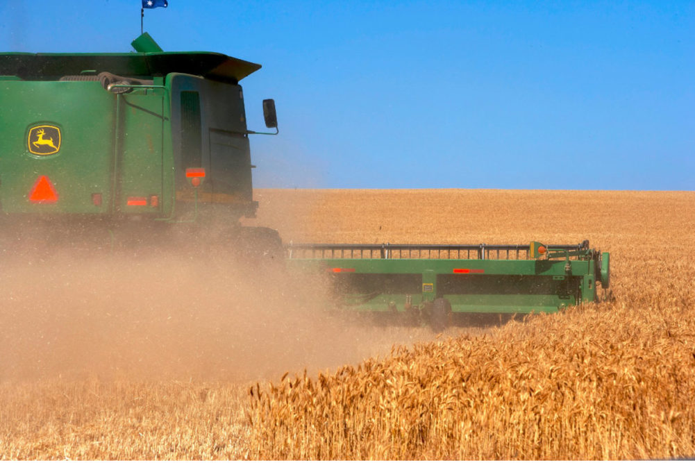 Brazil-GMO-Wheat.jpg