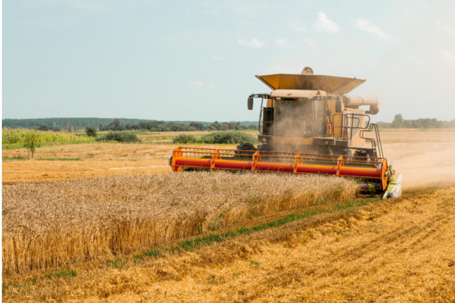 wheat-harvest.jpg
