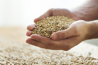 Wheat kernels adobestock 126247455 e