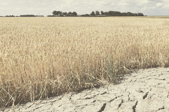 Canada wheat drought adobestock 277757869 e