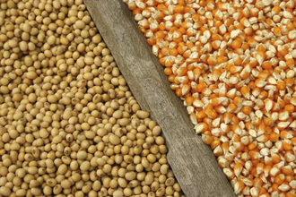 Corn and soybean adobestock 65631699 e