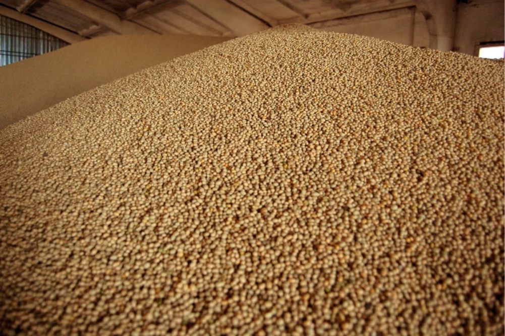 GMR Soybeans