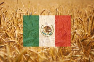 Mexico flag on wheat   e