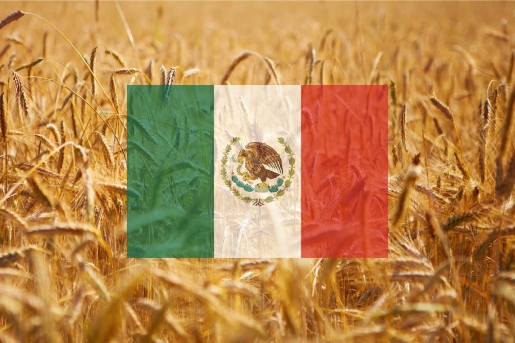 Mexico Flag on Wheat