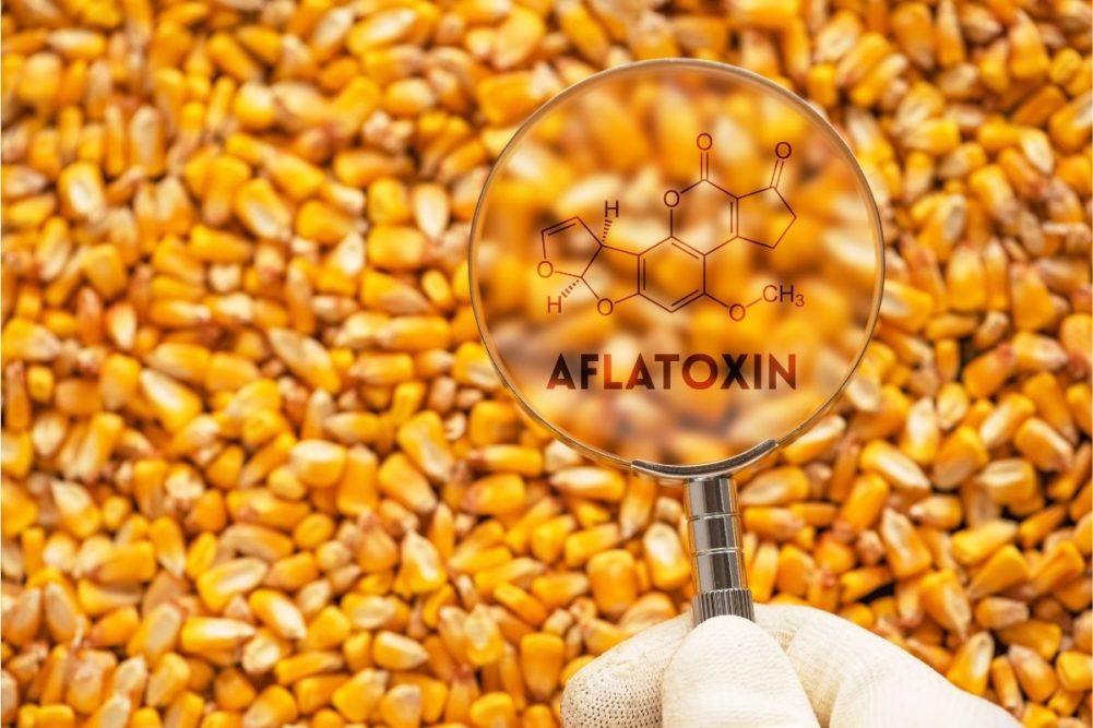 Corn Aflatoxin