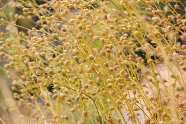 Camelina Sativa plants ripe seeds