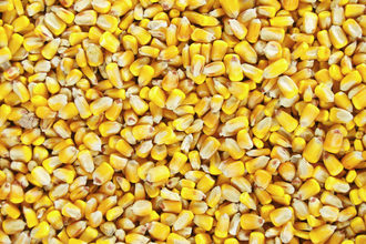 Corn adobestock 180247328 e