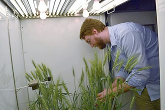 ARS wheat research