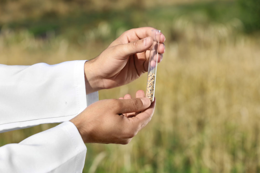 test tube with wheat grains
