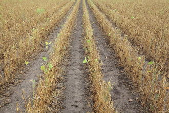 Soybean drought adobestock 177126992 e
