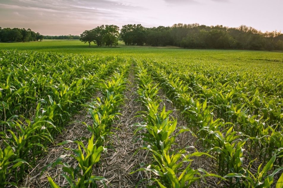 Study shows nutritional benefits in regenerative agriculture crops