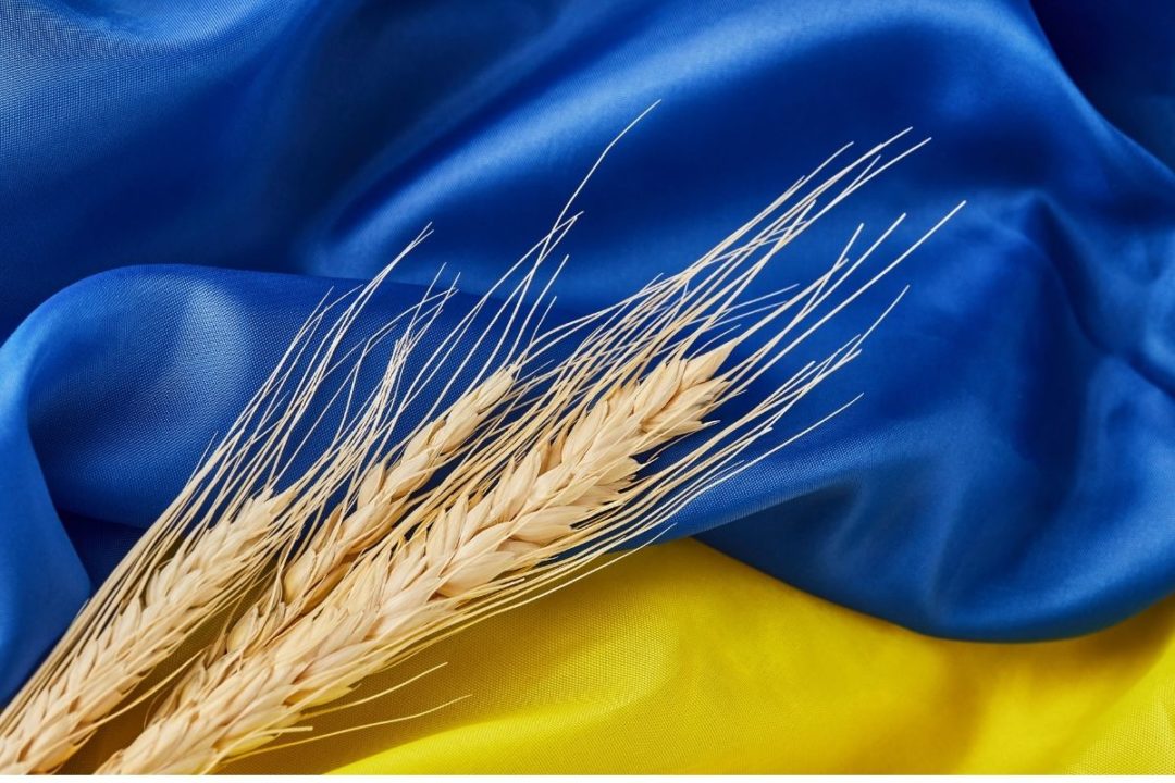 Wheat on Ukraine flag