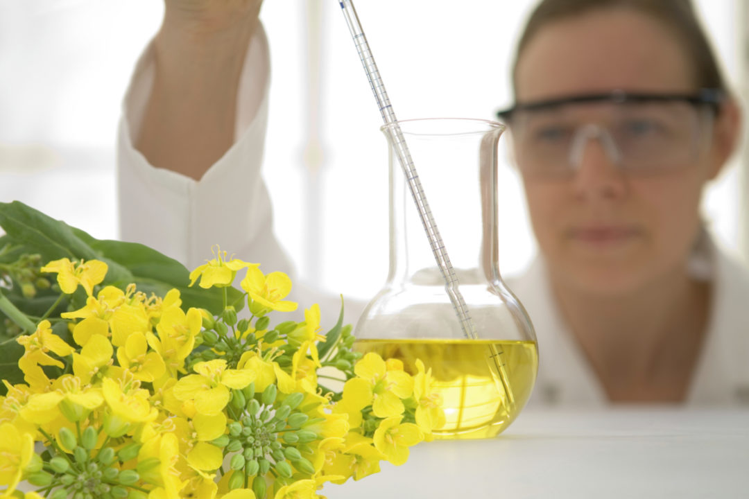 Canola oil with scientist