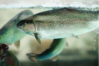 aquaculture_rainbow trout