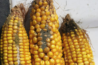 Mycotoxin corn photo cred texas am agrilife exstension e
