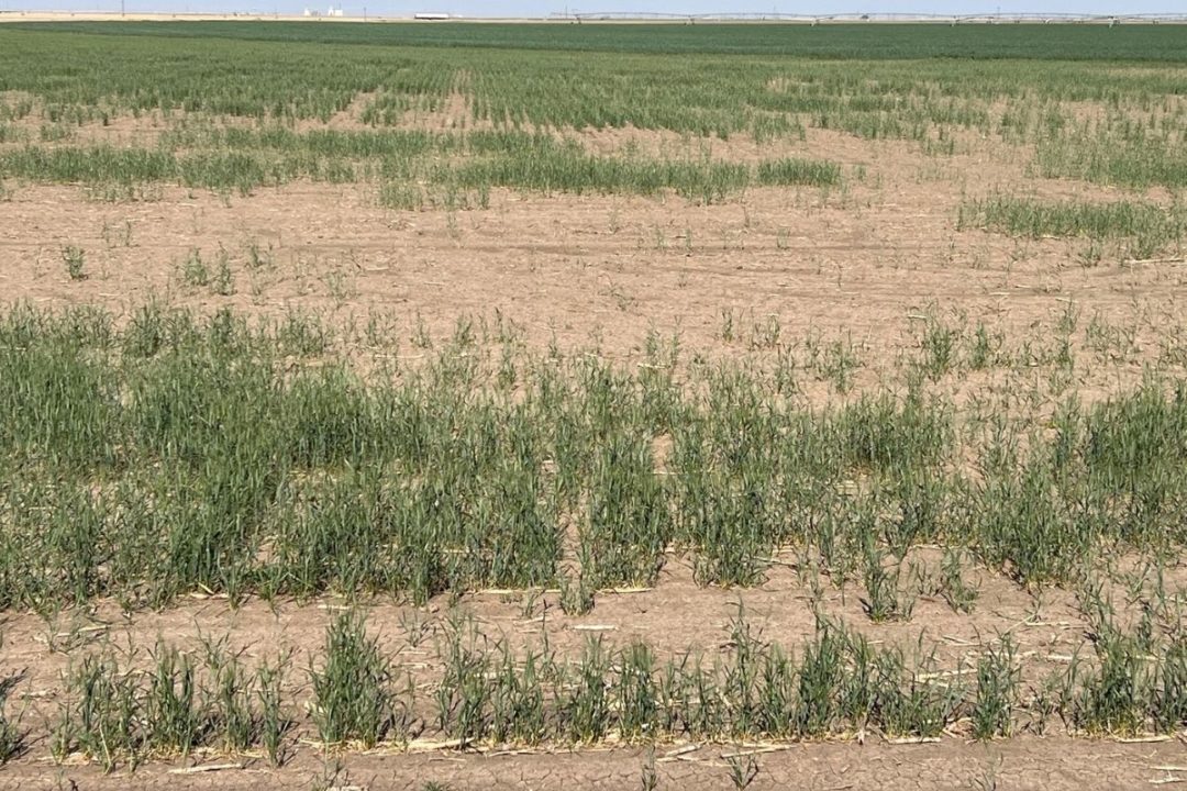 Kansas Wheat Tour drought