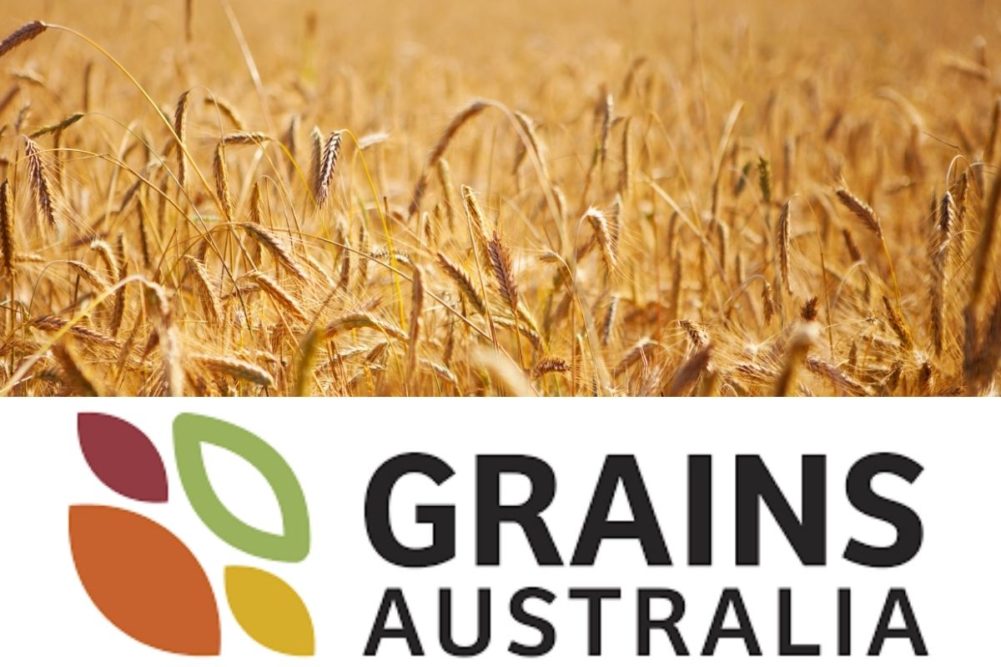 Grains Australia