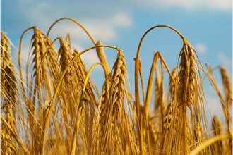 Wheat drought cr adobe stock e