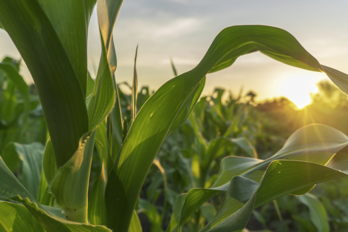 KSU secures $16 million grant for studying crops