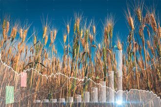 Grain oilseeds outlook cr adobe stock e