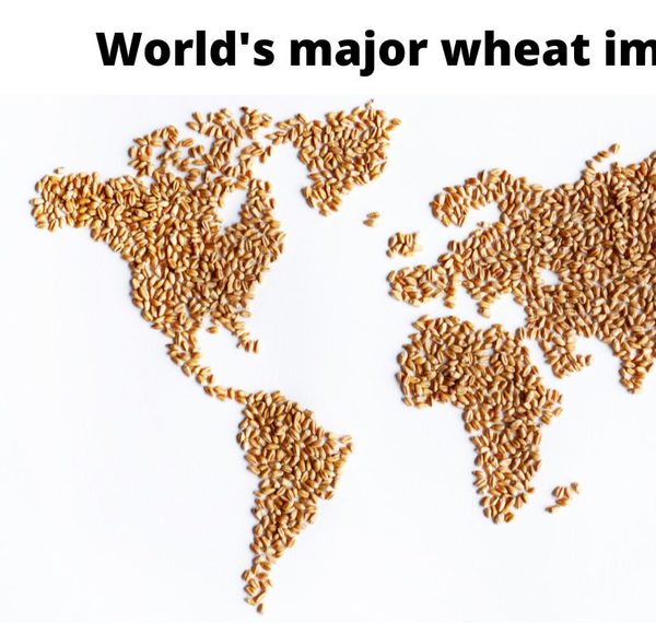 World's major wheat import regions.jpg