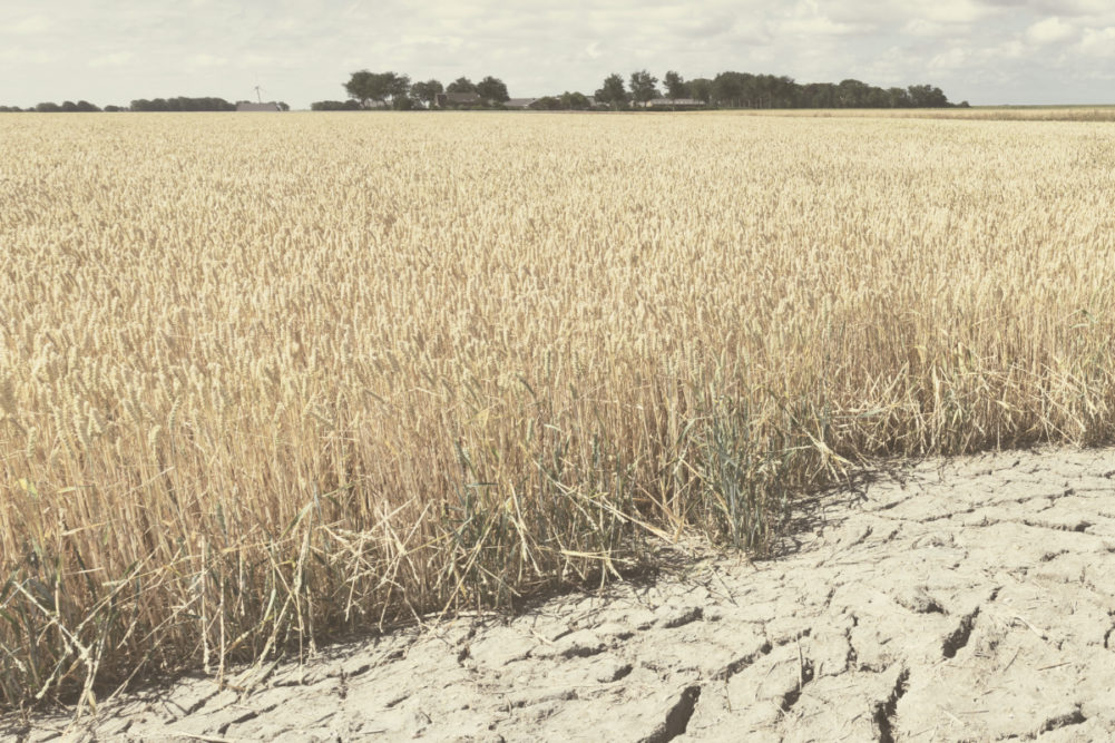 Wheat drought_AdobeStock_277757869_E.jpg