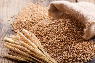 Wheat stalks and kernels photo cred adobe stock e