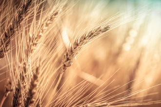 Wheat eaves photo adobe stock e