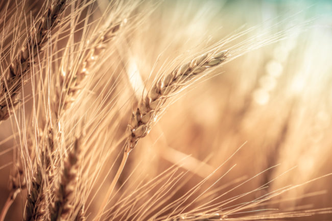 Wheat Eaves_Photo adobe stock_E.jpg