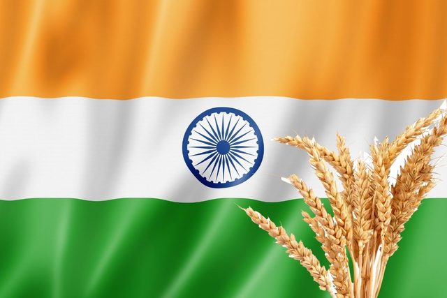 India flag wheat stalk