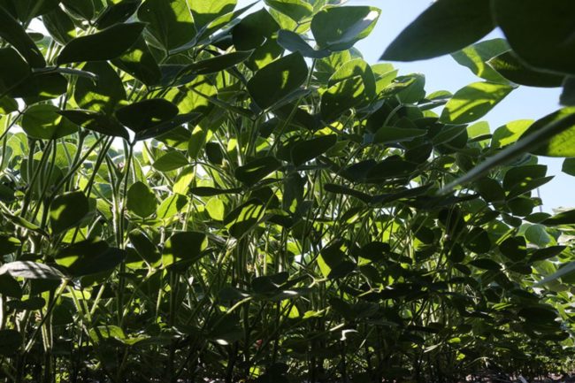 Soybeans_Light Filtering Through Canopy