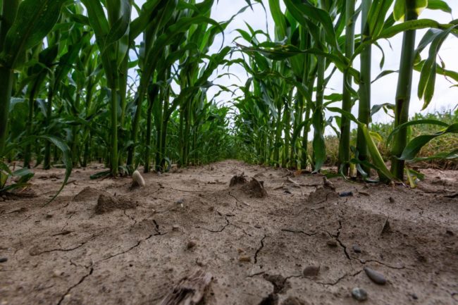 Corn dry field drought