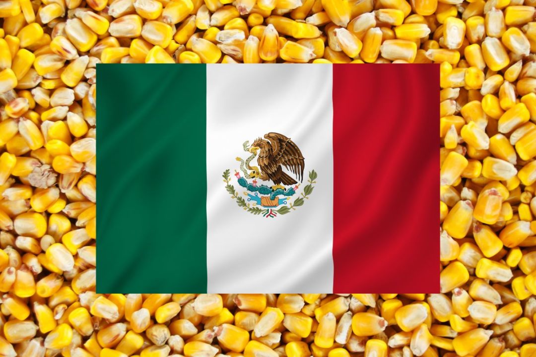 Mexico flag on corn