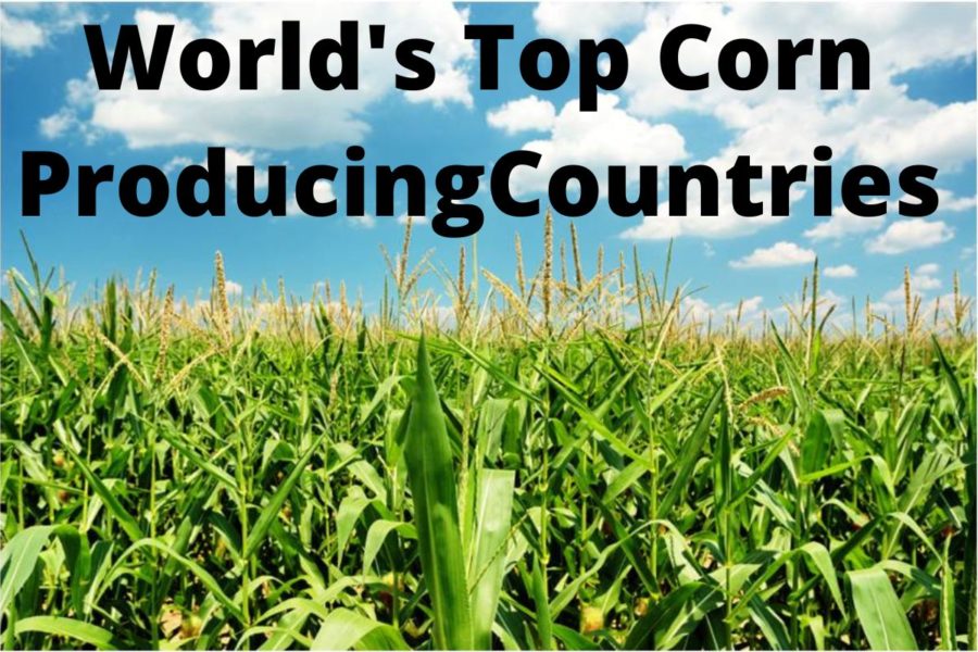 World's top 10 corn producers