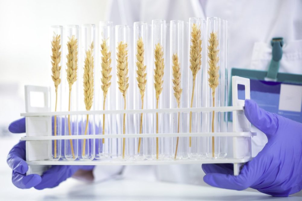 Wheat in test tubes