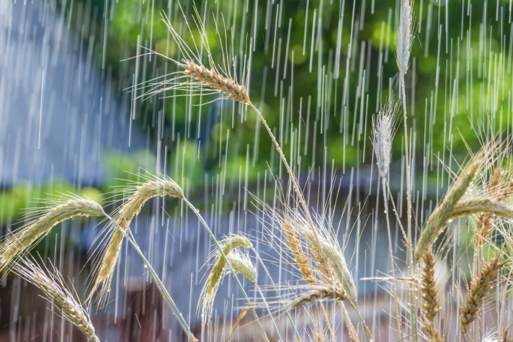 wheat in rain