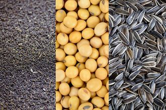 Rapeseed_soybeans_sunflower seeds