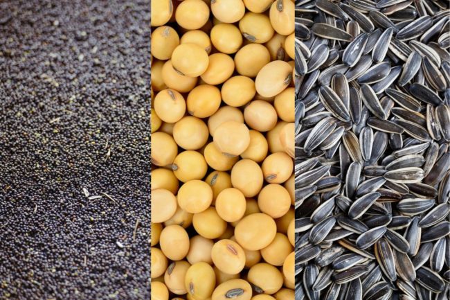 Rapeseed_soybeans_sunflower seeds