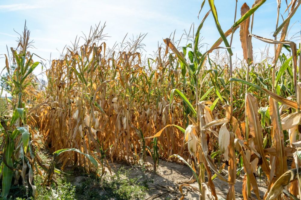 Dry cornfield