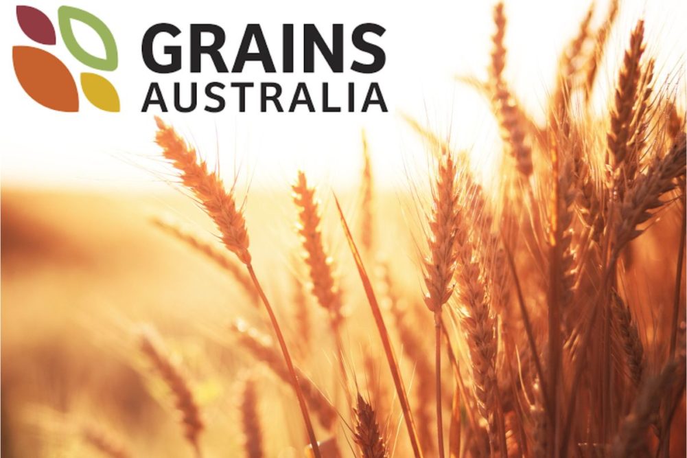 Grains Australia logo on wheat