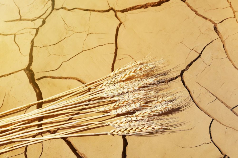 wheat-drought